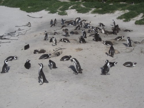South African Penguins   Click for larger images...